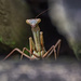 Preying Mantis on 365 Project