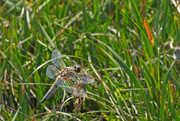 21st Jun 2020 - Four-spotted Chaser