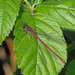 Large Red Damselfly by philhendry