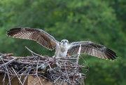 25th Jun 2020 - LHG-7890- osprey youngster 