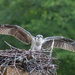 LHG-7890- osprey youngster  by rontu