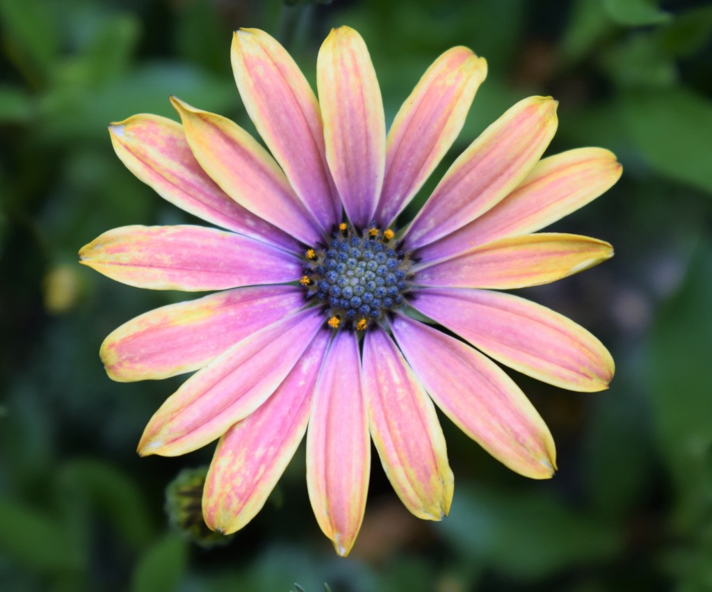 African Daisy at the Library by sandlily