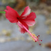 Another hibiscus flower by ingrid01