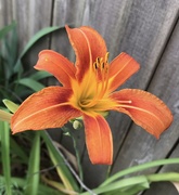 25th Jun 2020 - More Day Lilies