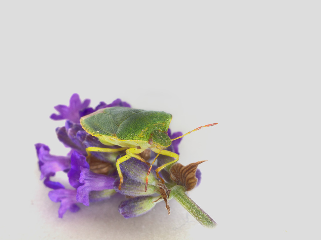 Green beetle by jon_lip