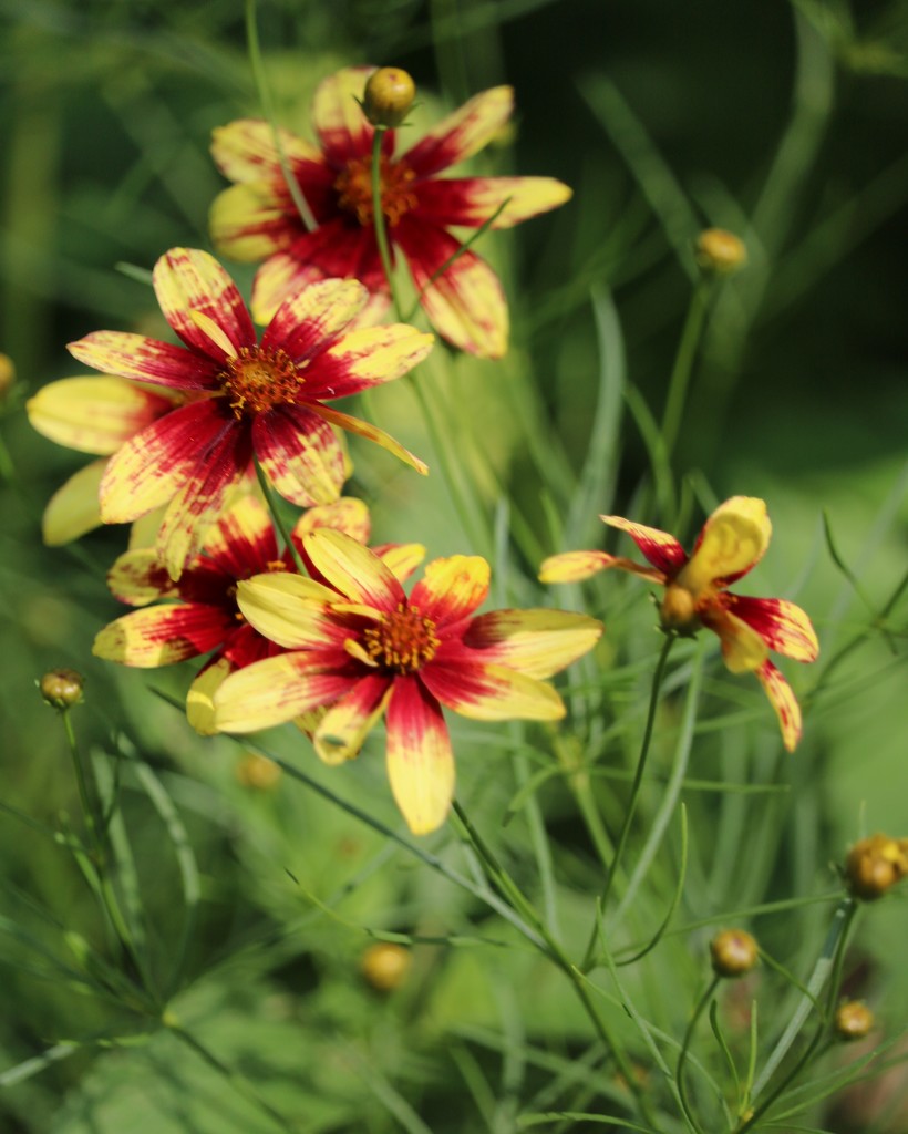 June 24: Coreopsis by daisymiller