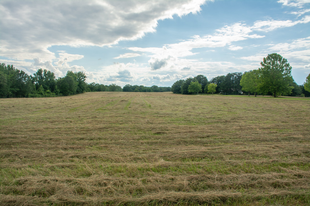 The field is cut and ready for raking and baling... by thewatersphotos