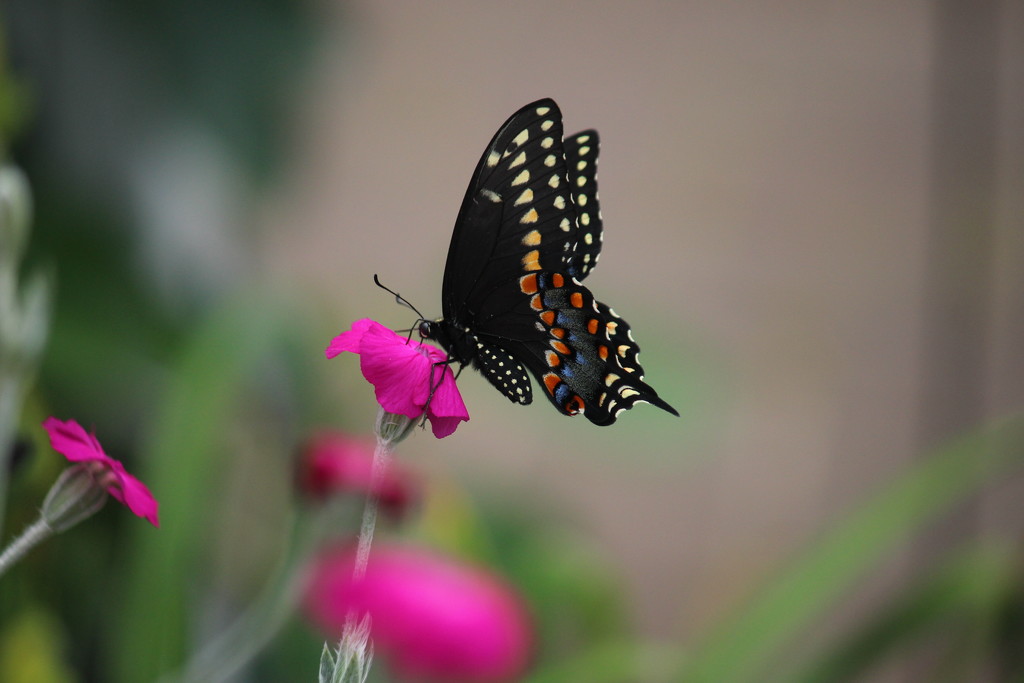 Beautiful Butterfly by jb030958
