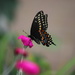 Beautiful Butterfly by jb030958