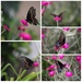 Butterfly collage by jb030958