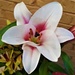  Another Beautiful Lilium ~  by happysnaps