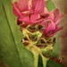 Torch Ginger plant by samae