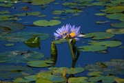 26th Jun 2020 - Blue Water Lily’s ~     