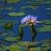 Blue Water Lily’s ~      by happysnaps