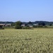 Wheatfield by cmp
