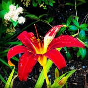 26th Jun 2020 - One Red Lily