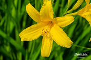 25th Jun 2020 - Yellow lily
