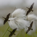 Geece over Cottongrass. by gamelee