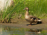 25th Jun 2020 - mallard and ducklings