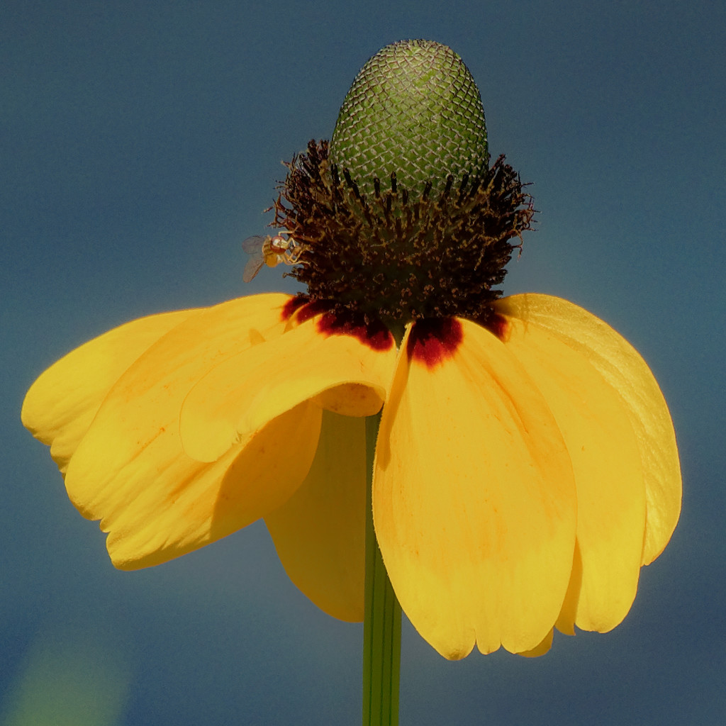 clasping coneflower by rminer