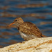 spotted sandpiper  by rminer