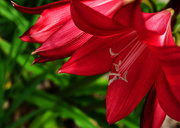12th Jun 2020 - Belladonna lily 