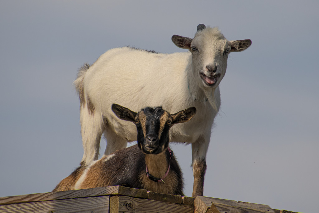Nursery Goats by timerskine