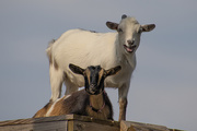 25th Jun 2020 - Nursery Goats