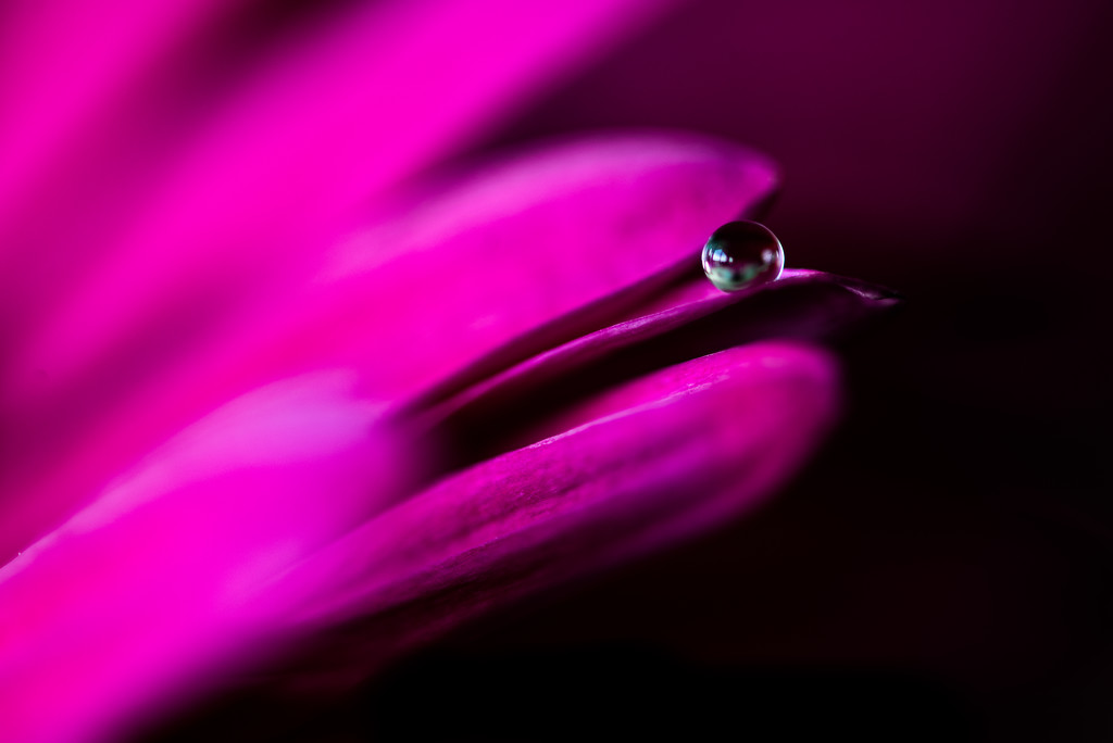 Water + Flower by kwind