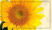 25th Jun 2020 - Sunflower 
