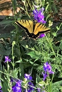 25th Jun 2020 - Yellow Swallowtail butterfly