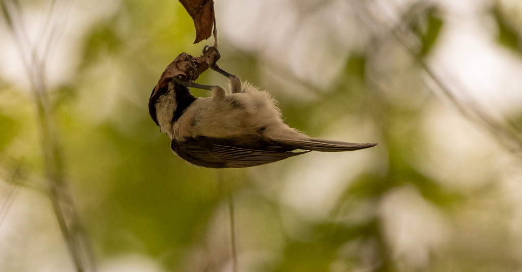 Hanging Upside Down Bird! by rickster549
