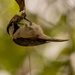 Hanging Upside Down Bird! by rickster549