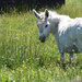 White Donkey by bjywamer