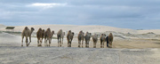 26th Jun 2020 - Nude Camels Going Home