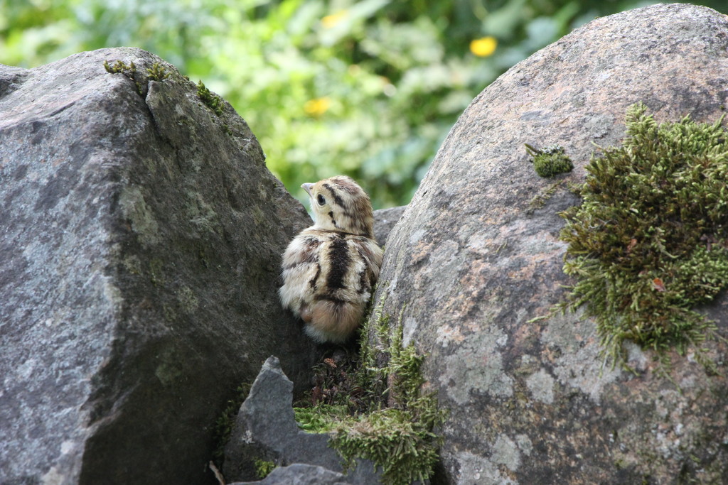 Pheasant chick by jamibann