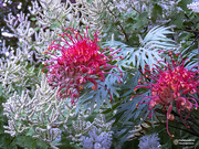 25th Jun 2020 - you can count on a good grevillea