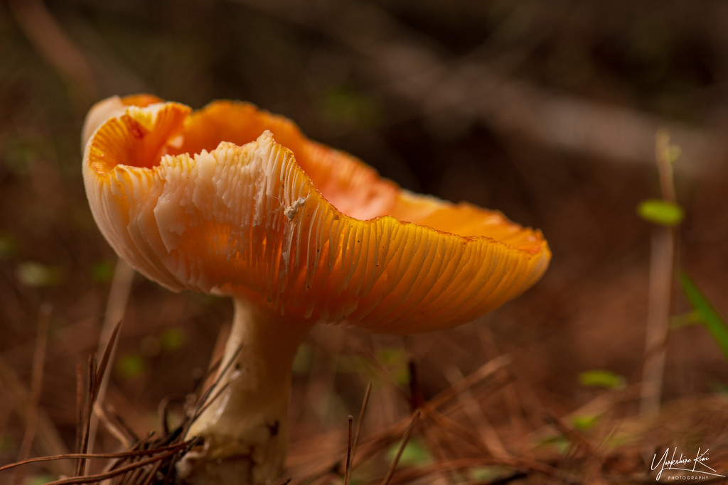 More fungi by yorkshirekiwi