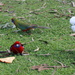 Four Aussie birds in one by gilbertwood