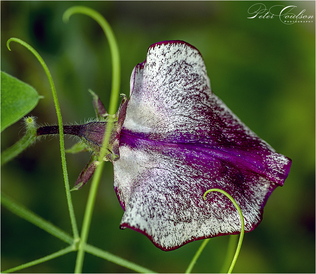 Macro purple  by pcoulson