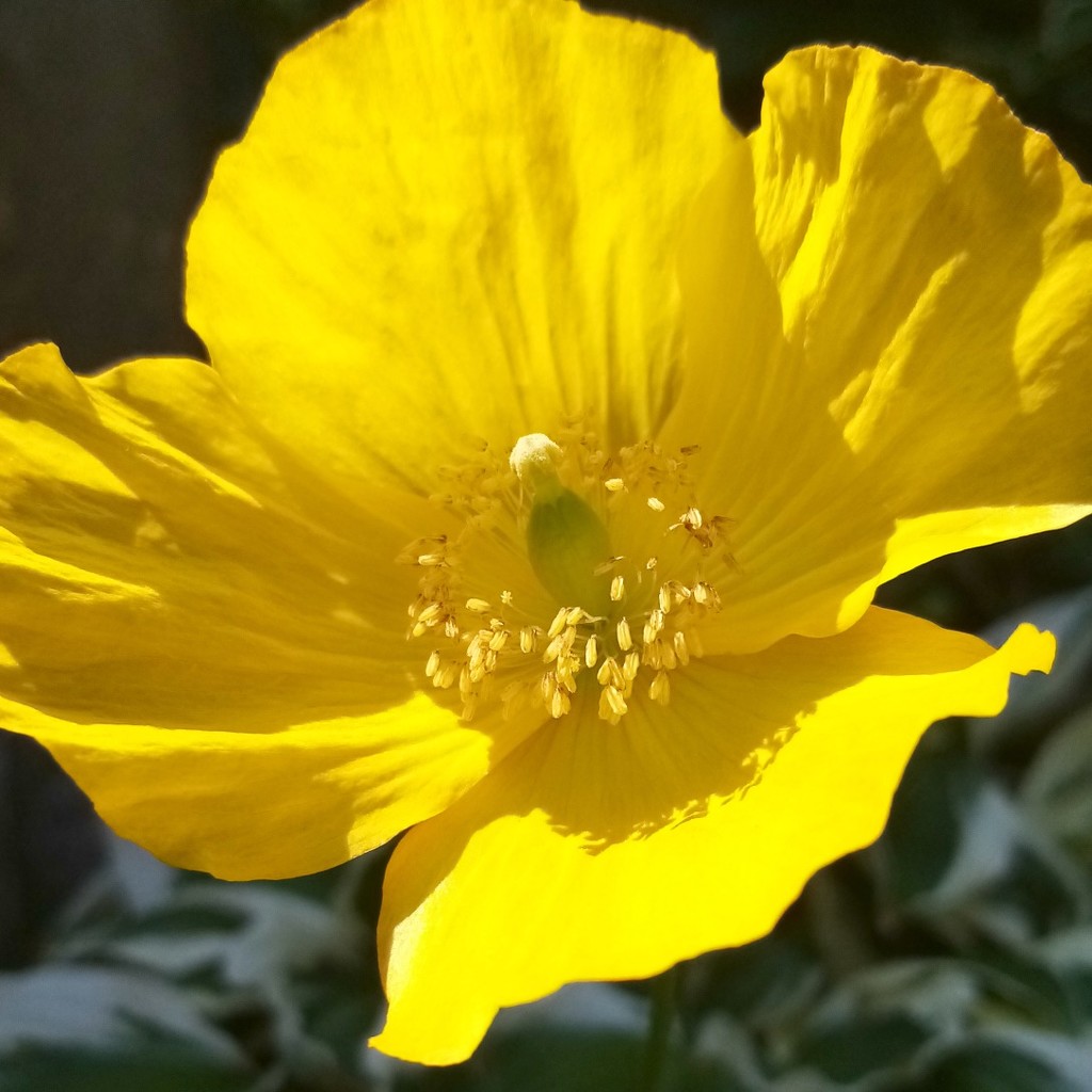 Nanna's Yellow Poppy by filsie65