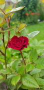26th Jun 2020 - Red Rose