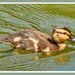 Mallard Duckling by carolmw