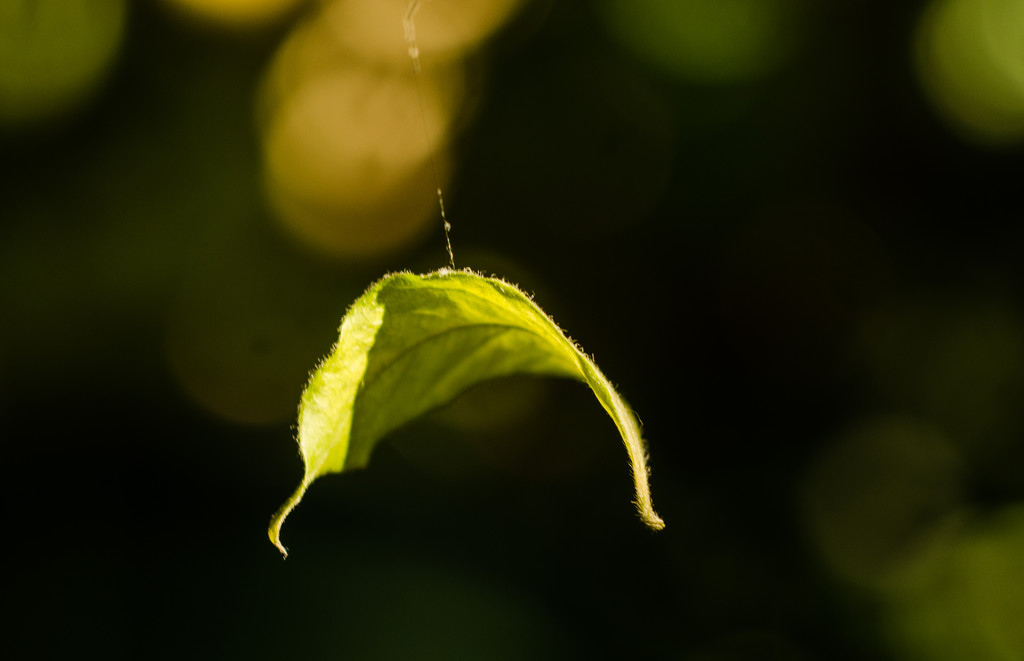 Leaf #4 by fbailey