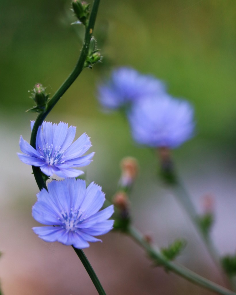 June 26: Chicory by daisymiller