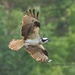 LHG-8022- Osprey flyby by rontu