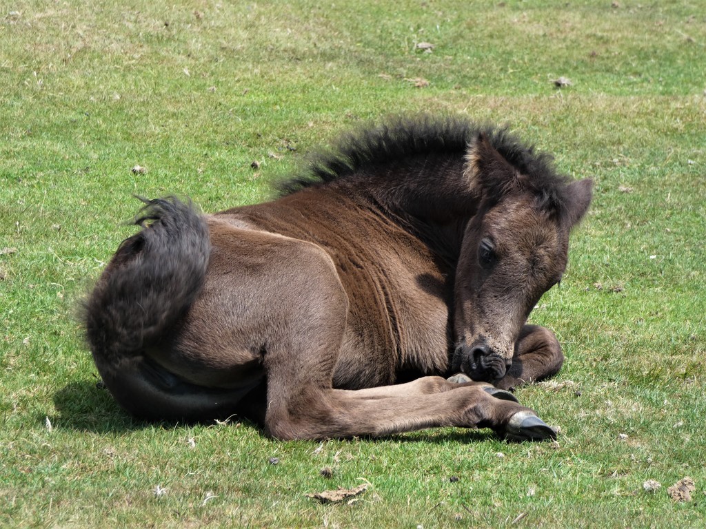 Dartmoor foal by julienne1