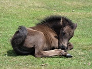 26th Jun 2020 - Dartmoor foal