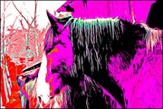 26th Jun 2020 - Wild Horses