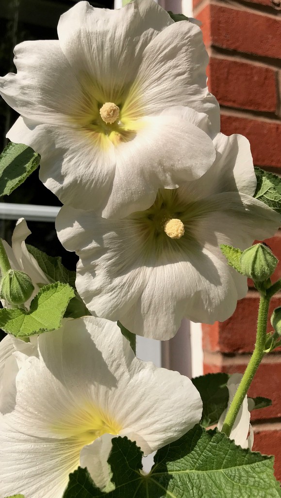White Hollyhocks by daffodill